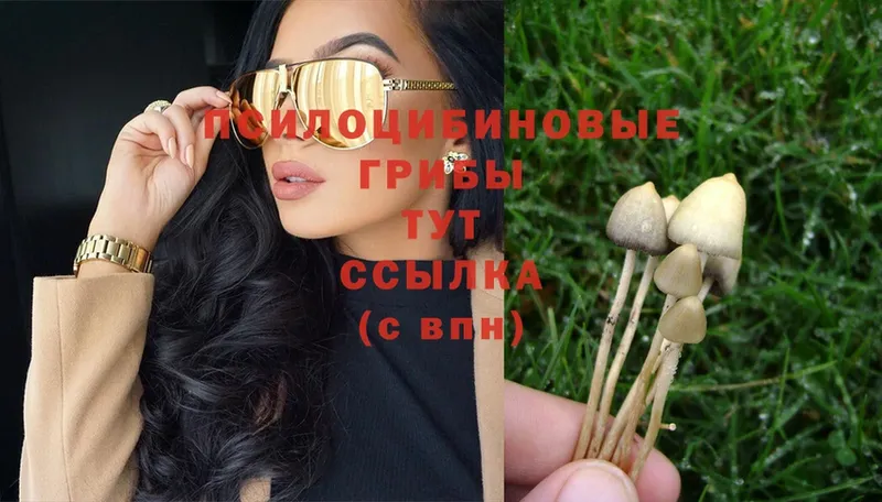 как найти закладки  Ивангород  Галлюциногенные грибы Psilocybe 